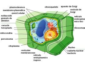 Partes de la célula eucariota animal