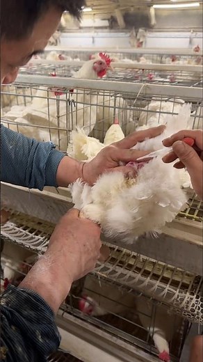 Poultry AI: How to Artificially Inseminate Caged Hens 👀