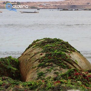 46K views · 678 reactions | Este #verano2024 nos visita #trompitas el Elefante Marino. | Caldera Informa | Facebook