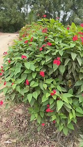 افكار إبداعيه للحديقة المنزل جلسات خارجية للحدائق تنسيق حدائق منزليه ارض الجمال متخصصون فى تصميم وتنفيذ الحدائق المنزلية أعمال الغرف الزجاجية شلالات ونوافير وديكورات تركيب مظلات وكل ما يخص الحدائق 🕊 للتواصل 0541611177 #عشب_جداري #عشب #ارضيات_باركيه #أرضيات #منزلية #ديكورات_داخليه #حدائق #حدائق_منزليه #حدائق_داخلية#مظلات #سواتر #زرع #حدايق #تصاميم#ارضيات_خشبية#ديكور_عصري #ديكورات_مودرن #ديكورات_خشبية #تكسيات #تصميم_حدائق #مقاولات 🌿🌿#تصمیم_حدائق | أشوال للمقاولات وتنسيق الحدائق وتصميم ال