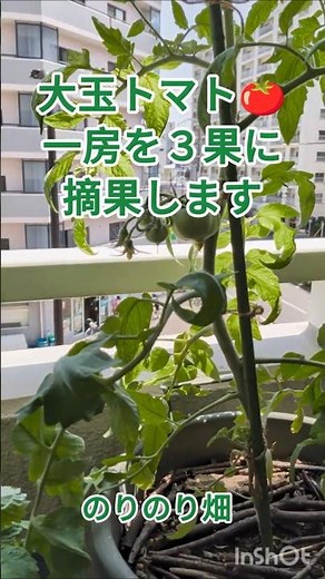 [Daily Balcony Gardening] Thinning a bunch of large tomatoes to 3 fruits | How to Grow Large Toma...