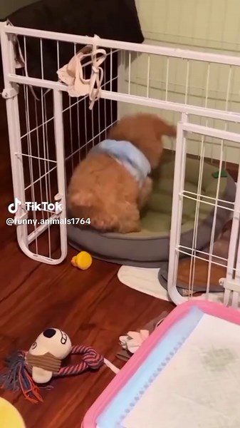 Hilarious Dog Antics That Will Make You Laugh