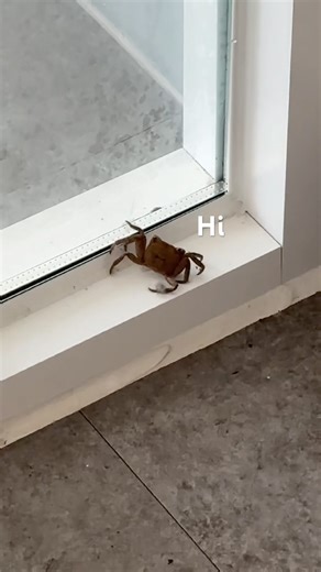 Hello crab #cat #crab