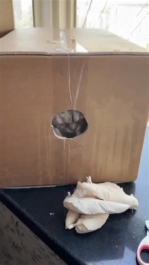 picpac | The post showcases a mesmerizing time-lapse video of artist Li Hongbo crafting expandable paper sculptures by manually layering and gluing... | Instagram