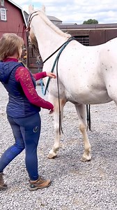 Palomino Leopard Spot Appaloosa!!! | Free Spirit Equestrian