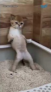 Funny Cats Pooping Compilation😹[Viral Clips]. #funny #foryou #catvideos #cat #funnycat #shorts
