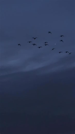 As this duck season comes to a close, we can’t help but take a moment to pause and reflect on how blessed we truly are. The mallard duck has brought us so many rich memories afield, treasured times with friends and family, and some of the most beautiful moments nature has to offer. Our friend Keith Allen always reminds us “We get to duck hunt”. Here’s hoping your final hours of duck season are filled with gratitude 🍻 #RollingThunder #RogueAmmo #Different #WeGetToDuckHunt #BetterinBottomland | R