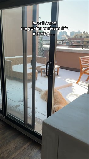 Golden Retriever Shows Unusual Behavior After Morning Find