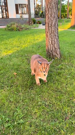 Whats Floppa doing | Pumba Caracal Family