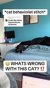 😳 What’s Wrong With This Cat? . . . ￼#cat #cats #catbehavior #zoomies #catplay | Wild At Heart - Cat Behavior Solutions