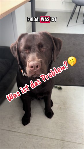 Understanding Labrador Problems: Insights and Solutions