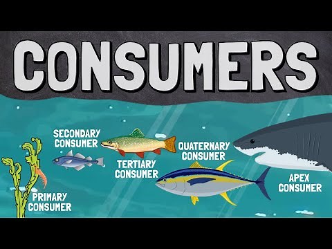 What Are Consumers (Heterotrophs) in a Food Chain?