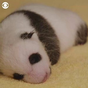 8.2K views · 488 reactions | IT'S A BOY: The Smithsonian’s National Zoo has debuted a 6-week-old giant panda cub. | CBS News | Facebook