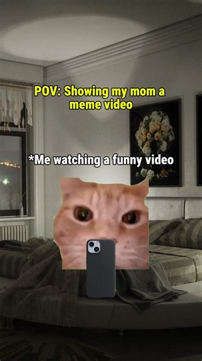 Funny Cat Memes to Make You Smile