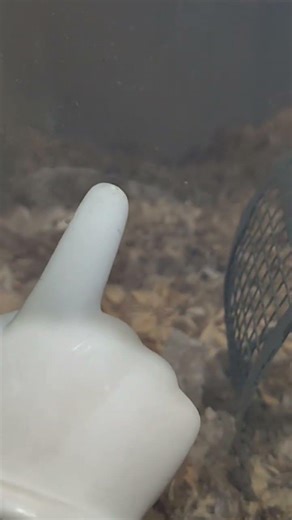 Gerbils Giving Birth to Gerbil Pups! Dad Scared 😳!! #childsupportcourt #gerbils #pups #baby