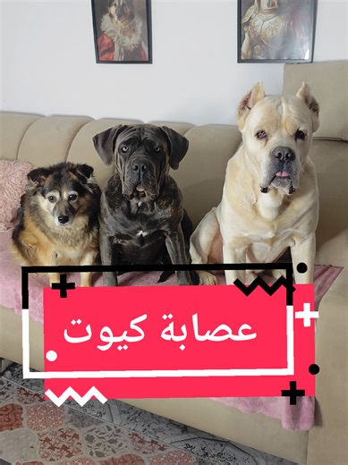 أكثر عصابة كيوت تنجم تتعرضلك في حياتك #تونس🇹🇳 #تونس_المغرب_الجزائر #عصابة #كيوت