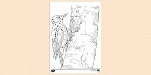 Woodpecker Colouring Sheet