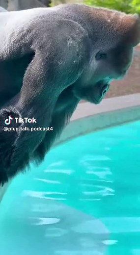 Baby Gorilla's Hilarious Pool Prank Goes Wrong