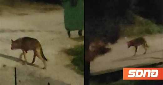 Χαλκιδική: Μεγάλος αρσενικός λύκος «κόβει» βόλτες ανάμεσα στα σπίτια – Βίντεο με το άγριο ζώο