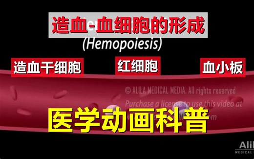 【医学动画科普】造血-血细胞的形成（中英双语字幕）