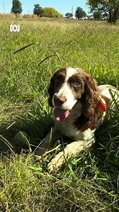 1.1K views · 20 reactions | DID YOU KNOW?!?  Connor the Springer Spaniel visited Gunnedah and Tamworth earlier this week to help sniff out harmful weeds! This specially trained scent-tracing dog is used to hunt down an invasive weed species called Parthenium. You can hear about all this and more here: https://ab.co/3zO0bn4 | ABC New England North West | Facebook