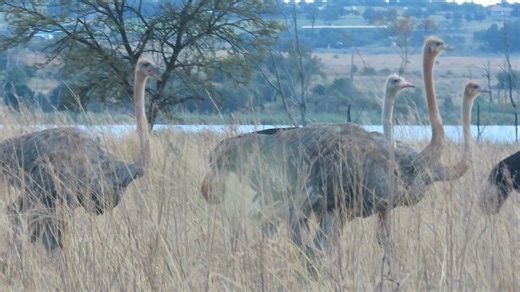 7.6K views · 175 reactions | Ostriches having sand bath | Travel adventure and tours | Facebook