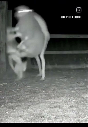 woah 😳 #simulation #alien #sheep #farm #latenight #caughtoncamara #dog #matrix #crazy #creepy