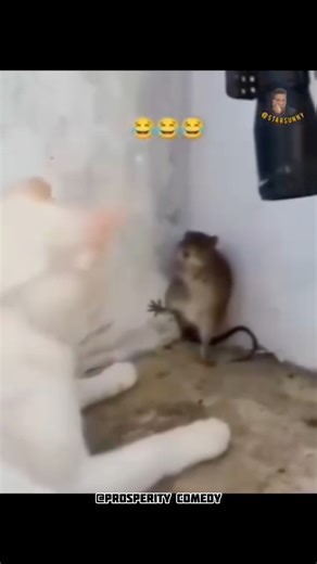 One prayer to these rat 🐀 😂😂😂 | Prosperity comedian