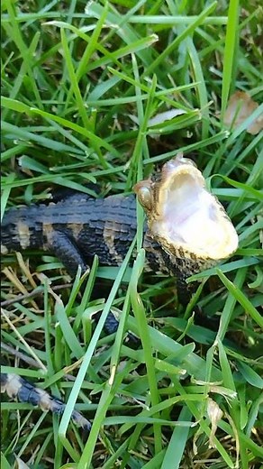 Cuvier's dwarf caiman handling tips and tricks!‼️🐊