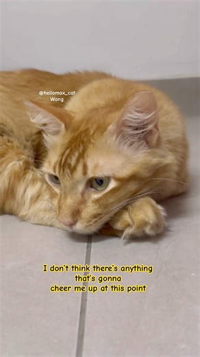 I’m just so depressed man 🐱#cat #catshorts #shortsfeed