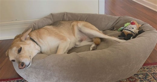 Consumer Reports: How to find the best pet bed to make your dog or cat comfortable and happy