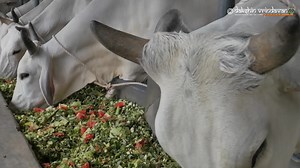 Today the food & a grand feast for all the cows has been sponsored by Shishir Kumar , the feeding is in memory of his mother Sandhya Verma Feeding of cows in memory of ancestors is the best way to please them. the cows are all really happy and shall bless the family fully It takes about 17k to feed the entrie herd a day's food and feast Please kindly help us in our endeavors to serve cows. We purely depend on your mercy to rescue and feed the cows and bulls. If you are making a donation from an 