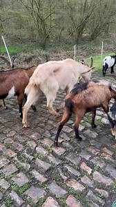 71K views · 942 reactions | One of the many things that make Paris-Roubaix so special  ( Paris-Roubaix) | Soudal Quick-Step Pro Cycling Team | Facebook