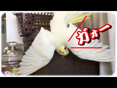 翼を全開に広げるポーズをするオカメインコのきなこ
