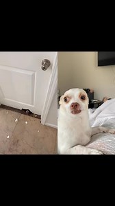 31K views · 616 reactions | Rabbit reacting to this funny video … #viral #dog #animal #pet | Puppynamedrabbit | Facebook