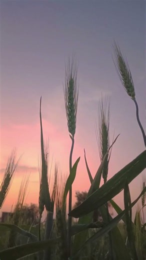 Jivan ka Sukh chain #trending #edit #vlog #love 1 #comedy