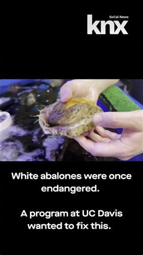 Scientists are giving California’s white abalone a second chance