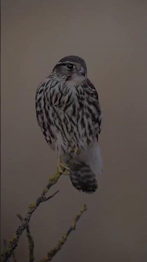 Photographing the UK's Smallest Bird of Prey