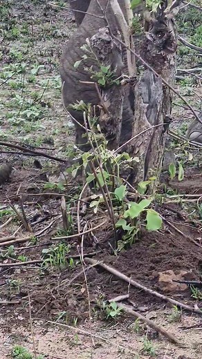 🐘 Elephant Looking for Juicy Roots: The Savanna's Savvy Forager! 🐘 #ElephantForaging #JuicyRoots #AfricanWildlife #ElephantIntelligence | Inyati Game Lodge