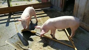 1.6K views · 36 reactions | Kenny and Spud just love "helping" us clean up after them  Say hi to them at our Farmyard Store! | St. Jacobs Farmers Market | Facebook