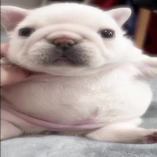 Understanding Pibbles: A Complete Guide