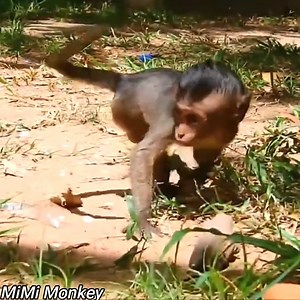 The disabled baby monkey was cruelly abandoned by his mother monkey | MiMi Monkey