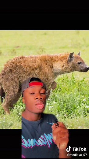 Reply to @marichat153 #nature#hyena#learnsomethingnew#moreyouknow