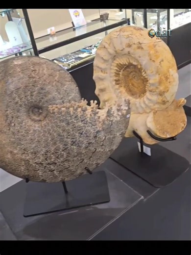 Large Ammonite Fossils displayed in Musuem #ammonites #ammonite #marine #marinelife #ancient #era
