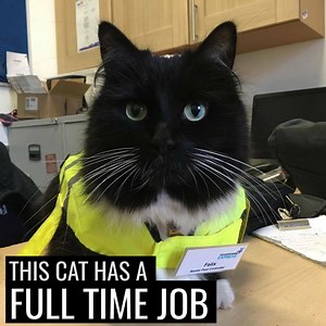2.9M views · 24K shares | Meet Felix, the cat with a full-time job at a train station  | UNILAD | Facebook