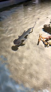 CREATURE FEATURE! The Bonnethead Shark 🦈 This little guy is a member of the hammerhead shark family. Bonnetheads are named for their unique narrow shovel-shaped head. Their head is smoother and rounder than a hammerhead. Bonnetheads are equipped with almost 360-degree vision and excellent depth perception, which helps them detect prey a lot more easily. They are also known to be very sensitive to the earth's magnetic field, and likely use this for navigation during migration. | Gulf Specimen Ma