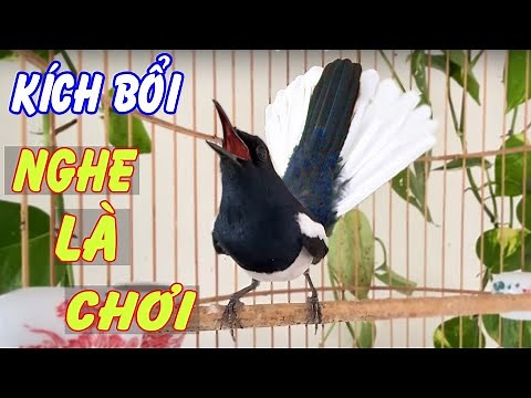 chích chòe than HÓT ĐẤU | GIỌNG RỪNG | kích bổi kích mồi căng lửa | tiếng chim chích chòe than hót