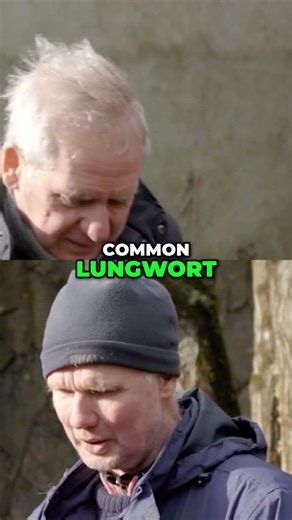 Common Lungwort: One of the First Medicinal Herbs to Flower