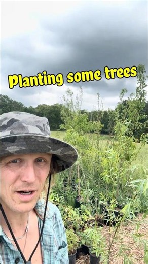 Planting Trees, a Weeping Willow and 4 pear trees