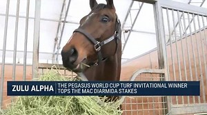 2.2K views · 95 reactions | Pegasus World Cup Turf Invitational Winner ZULU ALPHA tops the field for the Mac Diarimda Stakes! Don't miss him in action. Watch Race 13 live from Gulfstream Park on TVG at approx. 5:32PM ET on TVG. | FanDuel Racing | Facebook